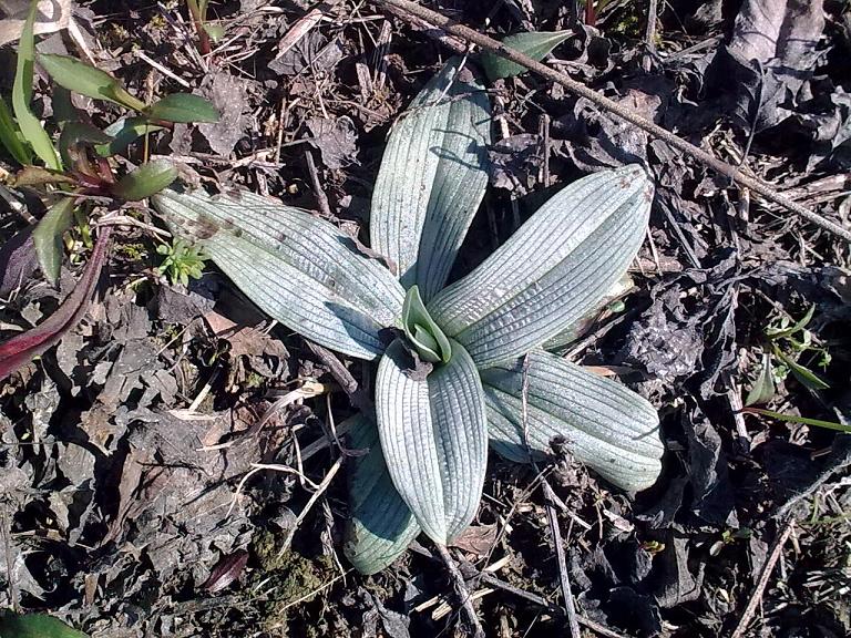 Rosetta di Ophrys da id